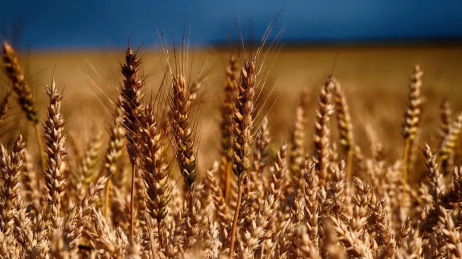 Пшеницата поскъпна след украинската атака с дронове, застрашаваща износа през Черно море