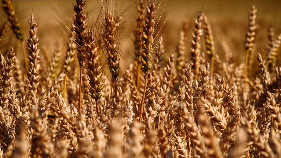 Очаква се реколтата от зърно да е 4,2 млн. тона 