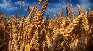Рекордни запаси от пшеница дърпат цената надолу 