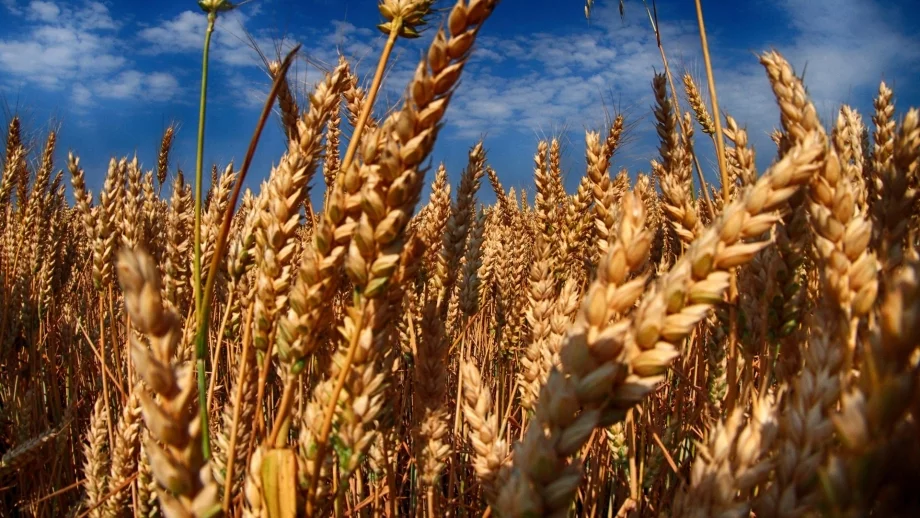 Земеделската продукция у нас не се пази достатъчно добре