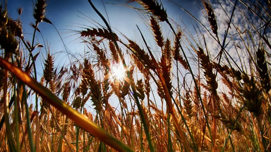 Рекордни цени на храните в света през март, алармира ООН