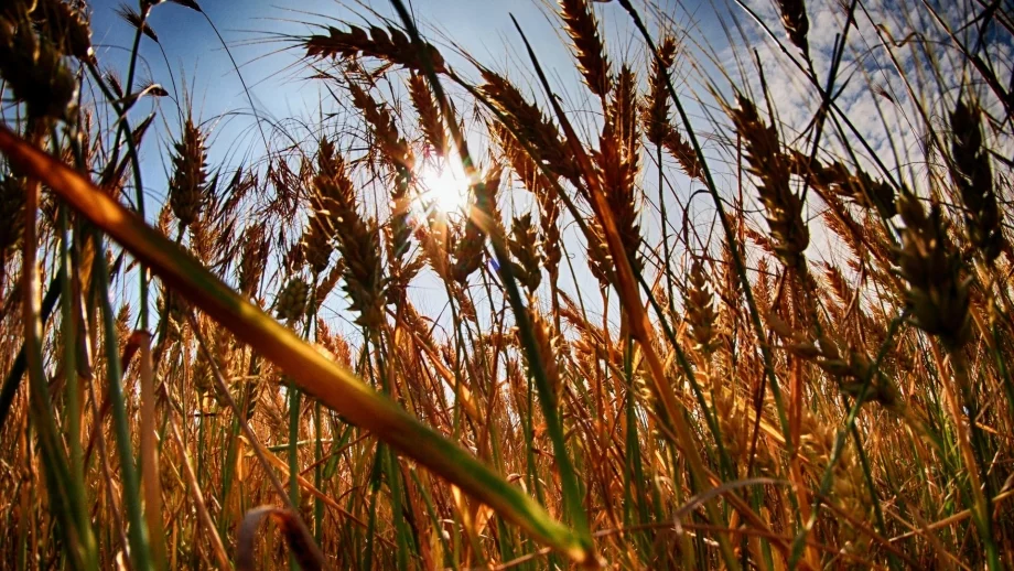 На Петровден земеделската работа се върши само до обяд