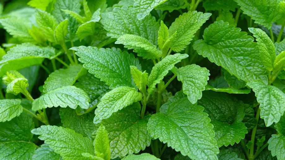 Маточина – билката, които ще промени живота ви