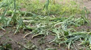 Приемат заявки за компенсиране на земеделци, пострадали от природни бедствия