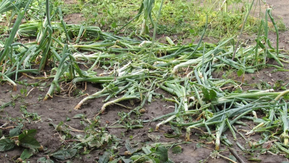 70 хил. дка земи са засегнати от градушки