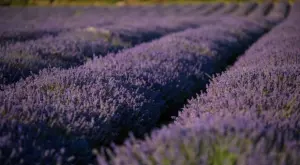 Хаос и проблеми при производството на лавандула