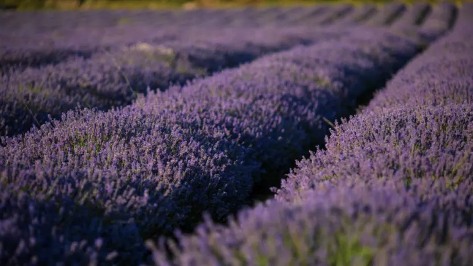 Хаос и проблеми при производството на лавандула