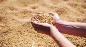 България е изнесла соя за 3,4 млн. долара 