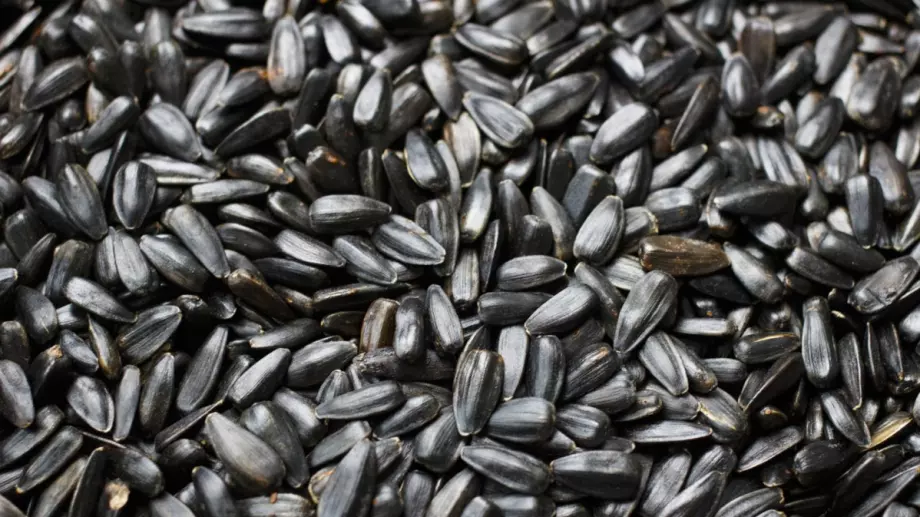 Слънчoглeдoвитe ceмки - полезни или вредни?