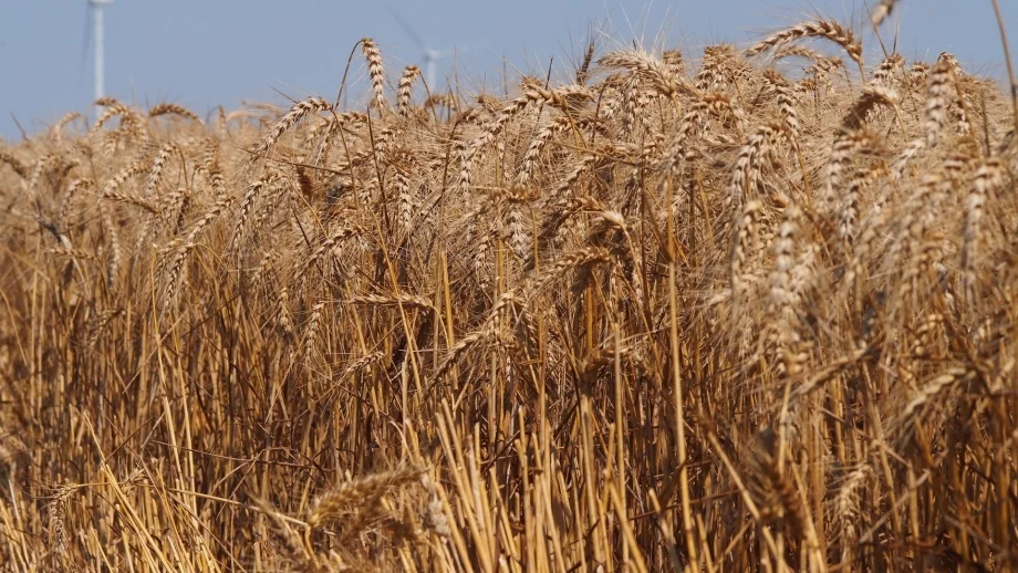 Пшеницата върви по 250 - 260 лв./т на борсата 