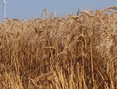 Индия забрани износа на пшеница 