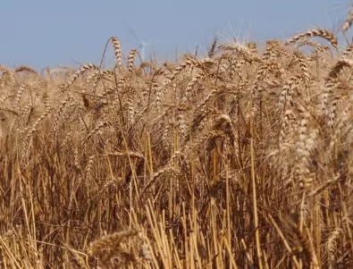 WSJ: Гутериш предлага смекчаване на руските санкции срещу деблокиране на украинското зърно