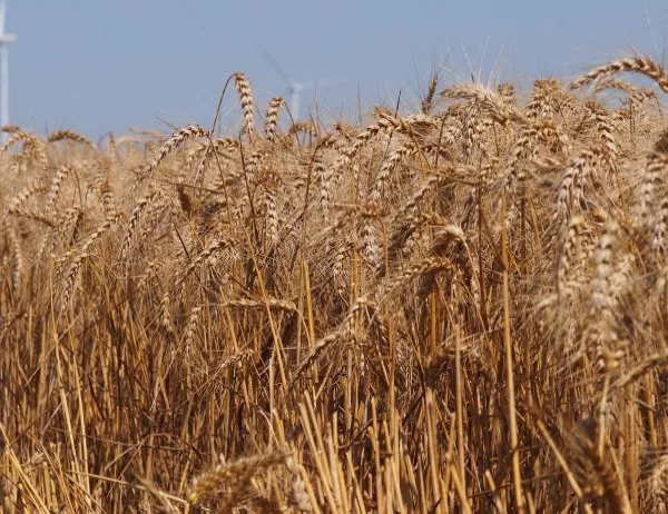 В Канада започва да се засява пшеница
