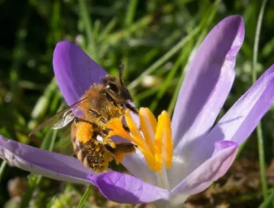 Как ще обясняваме секса на децата, когато пчелите умрат?