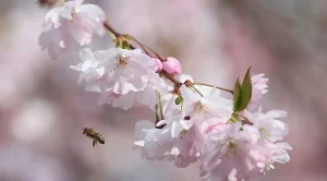 Февруари и март са рискови месеци за пчелните семейства