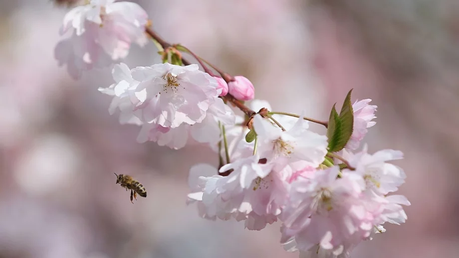 Февруари и март са рискови месеци за пчелните семейства