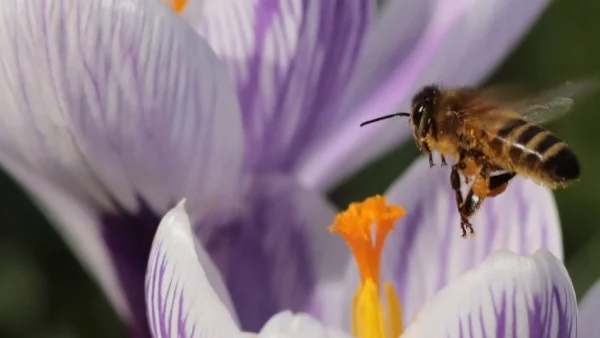 75% от меда е замърсен с пестициди