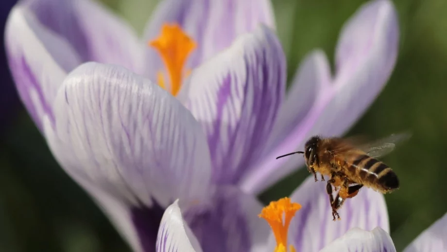 ЕК ще наложи по-строги ограничения на неоникотиноидите
