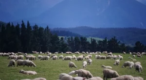 България изнася 3000 овце в Турция до края на годината 