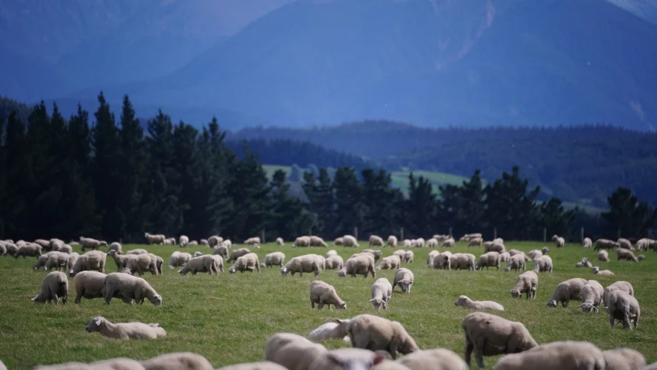 България изнася 3000 овце в Турция до края на годината 