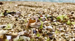 20 организации искат вето на закона за Черноморското крайбрежие