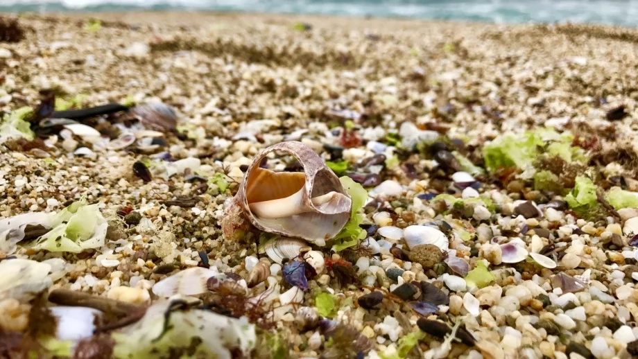 20 организации искат вето на закона за Черноморското крайбрежие