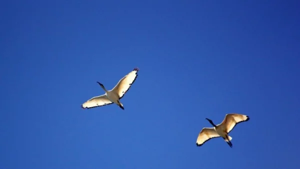 Природозащитници искат премахване на ветропаркове и голф игрище при "Калиакра"