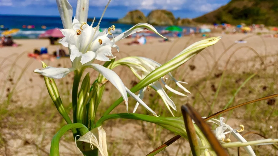 Белев: 28% от плажовете не съществуват за туристическото министерство