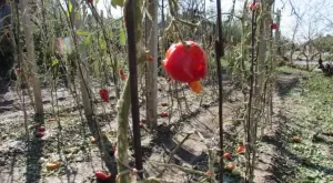 Изтича срокът за искане на обезщетения заради градушките в Пловдивско