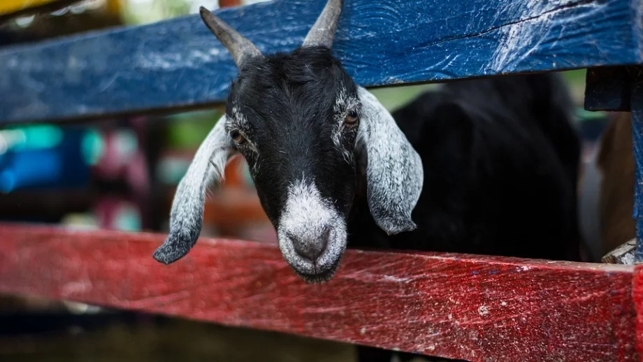 Козата ви пасе на чужда нива? 500 лв. глоба