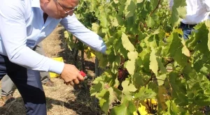 Порожанов: Преработеното грозде за вино ще бъде над 200 000 тона 