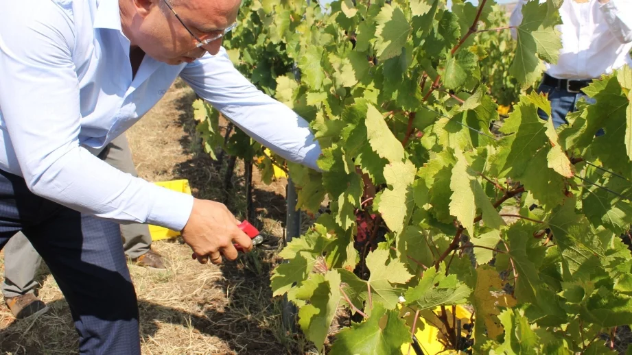 Порожанов: Преработеното грозде за вино ще бъде над 200 000 тона 