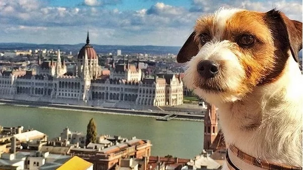 Това куче има по-готин живот от вас (Снимки) 