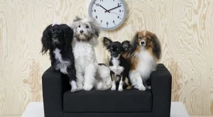 ИКЕА пусна първата си колекция за домашни любимци