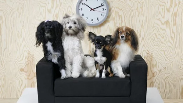 ИКЕА пусна първата си колекция за домашни любимци