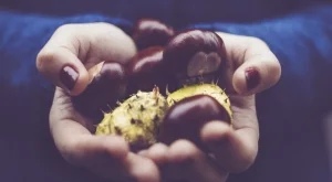 Декорация за дома с кестени