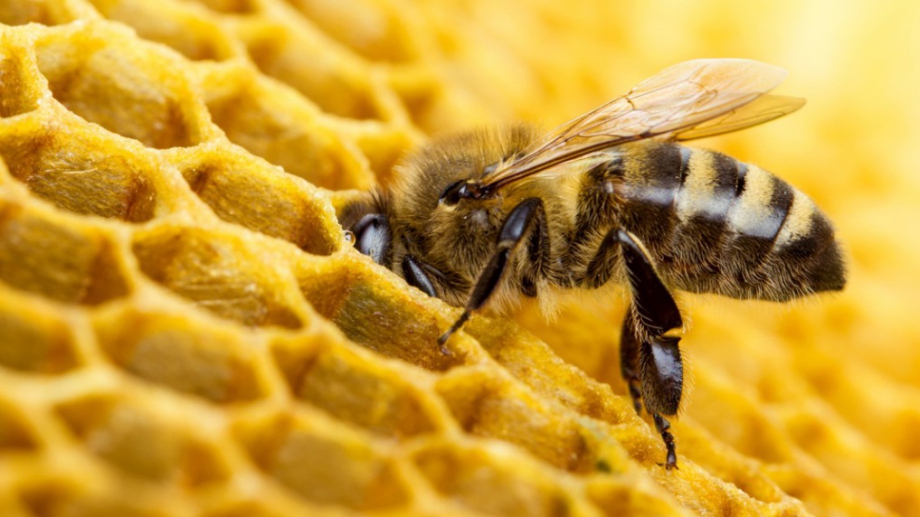 Финансовата подкрепа по de minimis за пчеларите е прекратена Причината