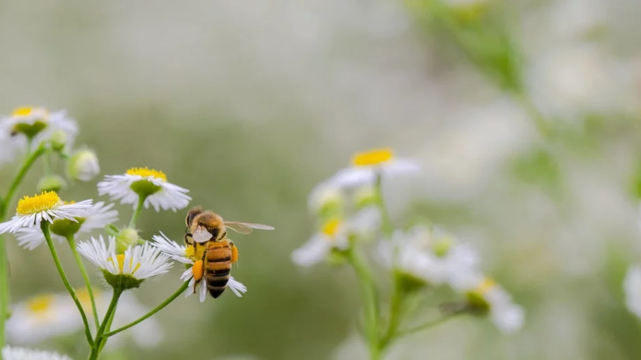 30% от всичко, което слагаме на трапезите си, дължим на пчелите