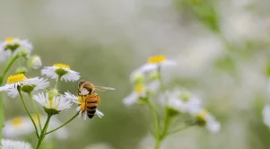 По-ниски добиви на мед в регионите с много валежи 
