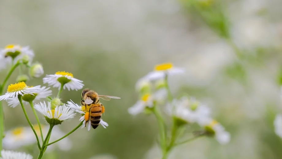 БАБХ: Няма масово измиране на пчели