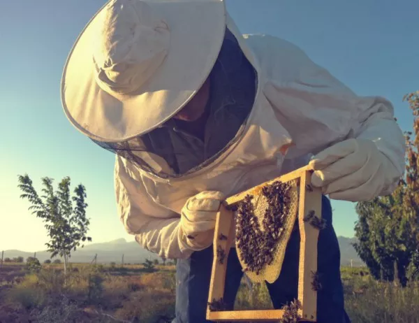 Пчелари от цяла България излизат на протест с конкретни искания