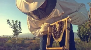 Пчелари протестират с искане за държавна помощ и трайни субсидии
