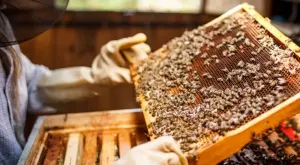 Какво представлява пчеларската центрофуга и какви видове има