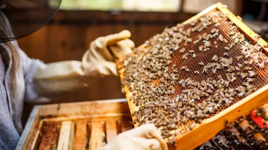 Какво представлява пчеларската центрофуга и какви видове има