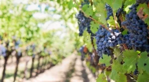 Експерт: Лозаро-винарският сектор най-бързо възвръща инвестициите 