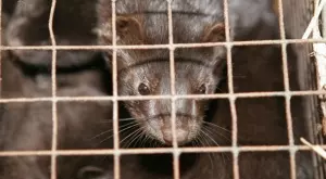 Има ли политически чадър над бизнеса с норки?