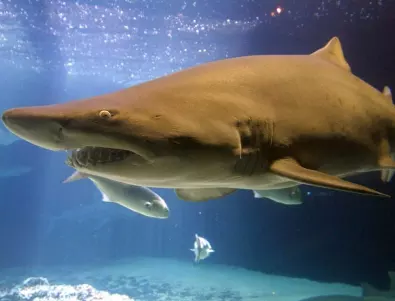 Смъртоносната акула от Египет нападна и уби втората си жертва