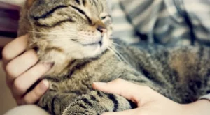 Котка осинови таралежчета (видео)