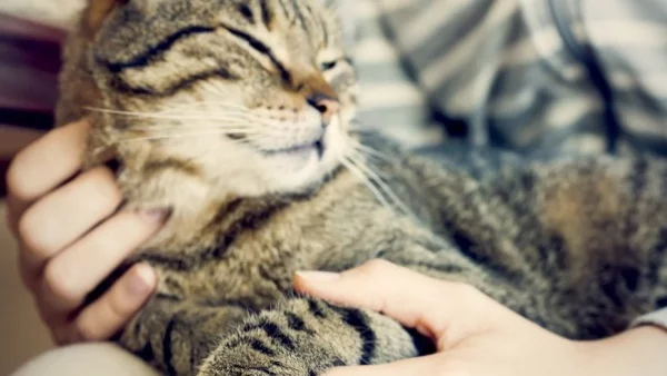 Котка осинови таралежчета (видео)