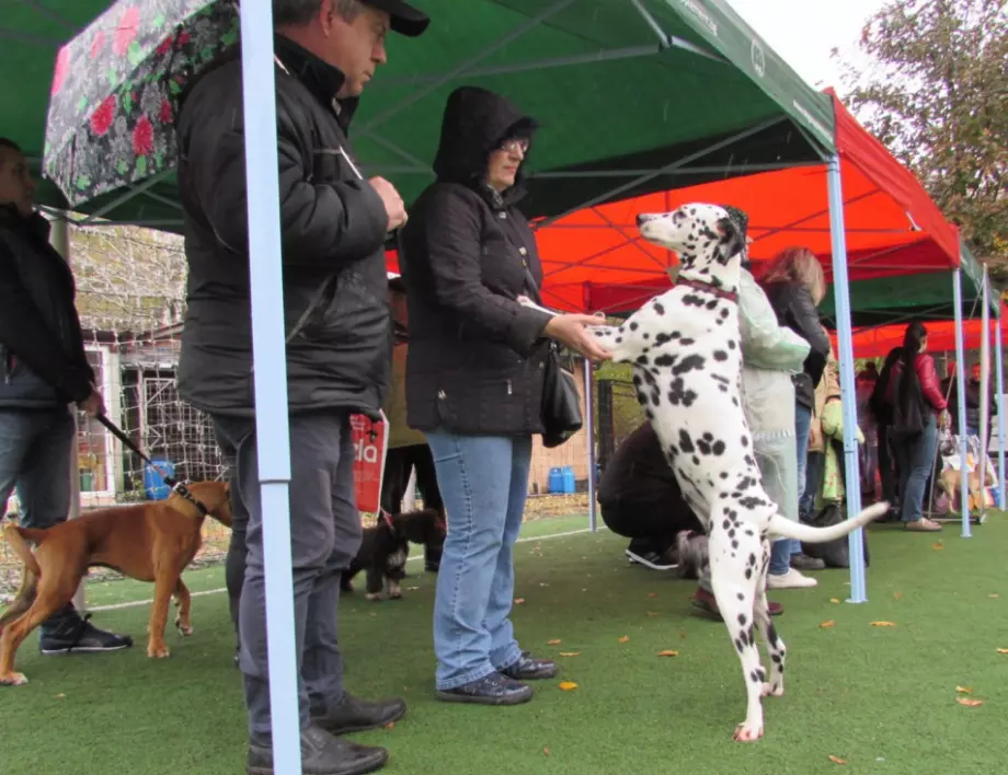 Костинброд е домакин на Национална изложба за кучета